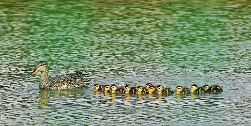 动视CEO鲍比科蒂克：应该允许更多合并 以便与腾讯竞争